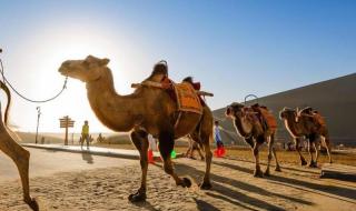 吃仙人掌不扎嘴的动物 吃仙人掌不扎嘴的动物