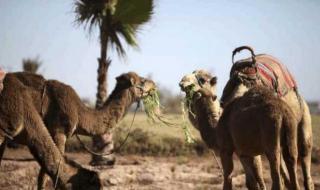 吃仙人掌不扎嘴的动物 吃仙人掌不扎嘴的动物